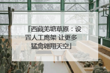 西藏羌塘草原：设置人工鹰架 让更多猛禽翱翔天空