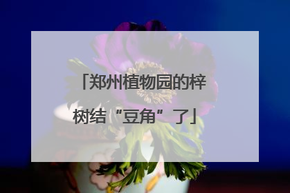 郑州植物园的梓树结“豆角”了