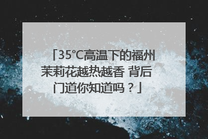 35℃高温下的福州茉莉花越热越香 背后门道你知道吗？