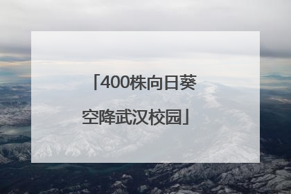 400株向日葵空降武汉校园